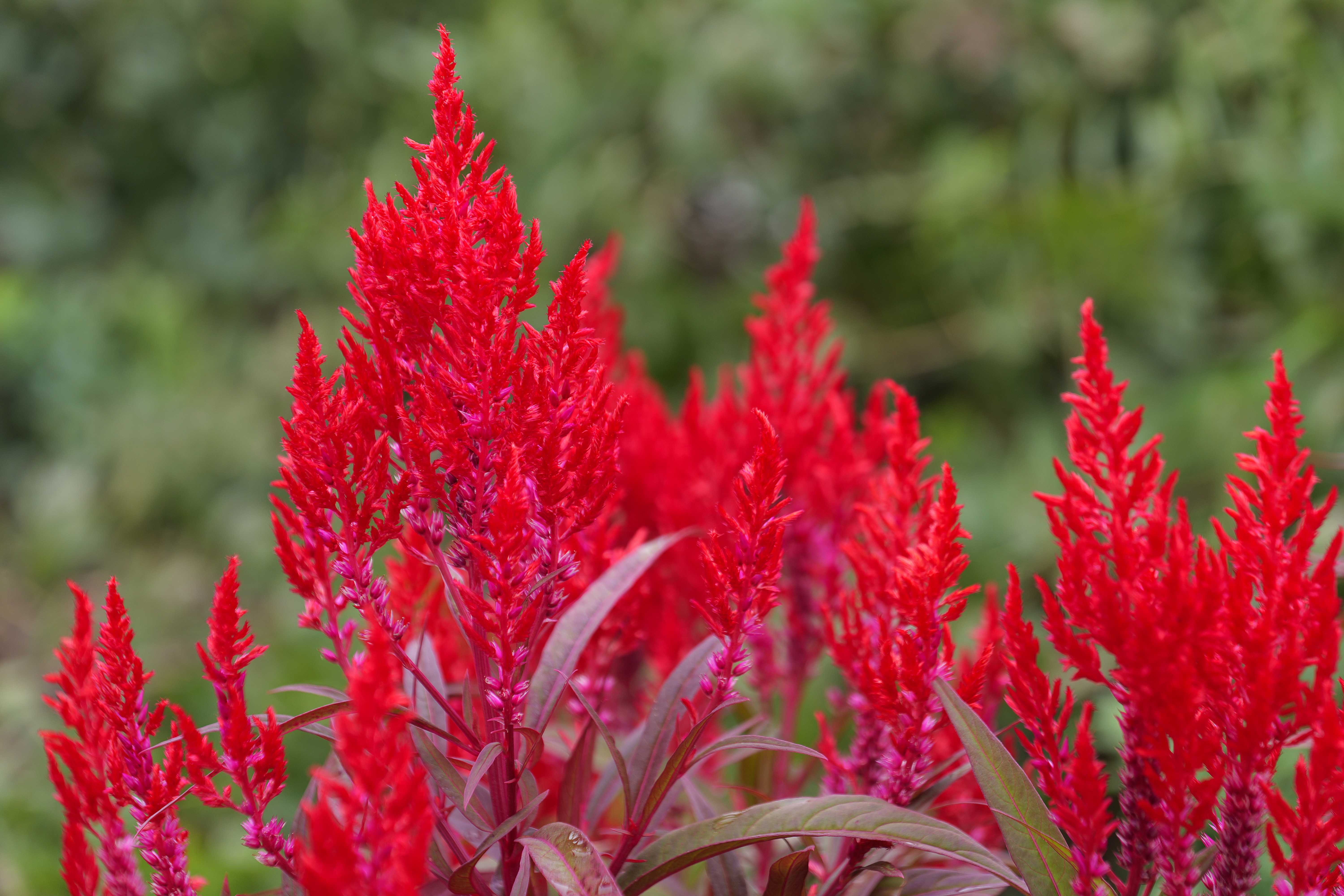 Louisiana’s fiery summer heat is no problem for Dragon’s Breath celosia